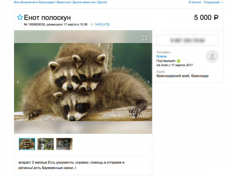 Авито чита объявления животные