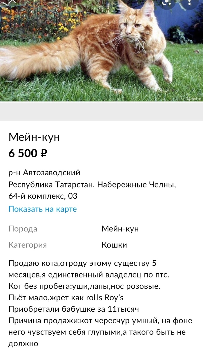 Авито валуйки объявления животные кошки